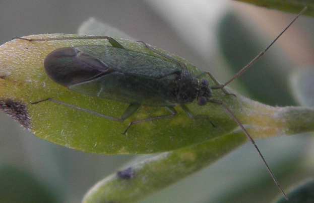 Orthotylus sp.